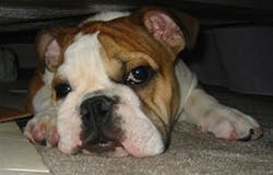 1143786091161 10401250 1143786091161 10401250