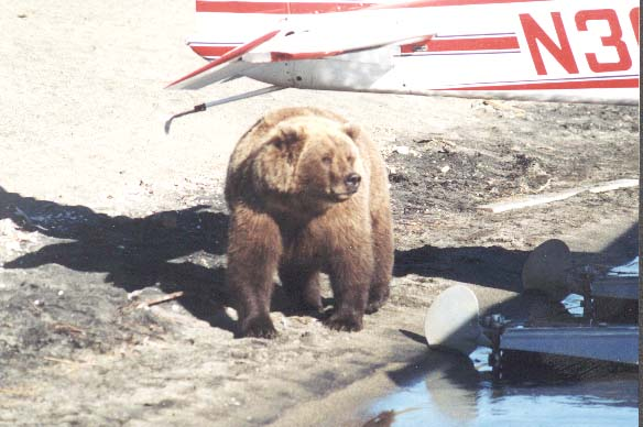 Big Bear Under Tail Bright43k