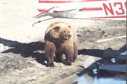 Big Bear Under Tail Bright43k Big Bear Under Tail Bright43k