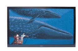 Boland47frontwhale 10657114 Boland47frontwhale 10657114