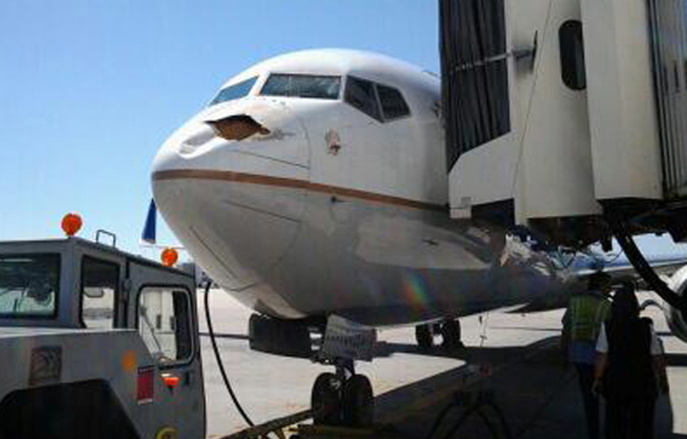 Reported bird strikes have quintupled in the past two decades. 'Increases in the populations of hazardous wildlife species continue to challenge airports' ability to provide a safe operating environment,' according to the 30-page report.