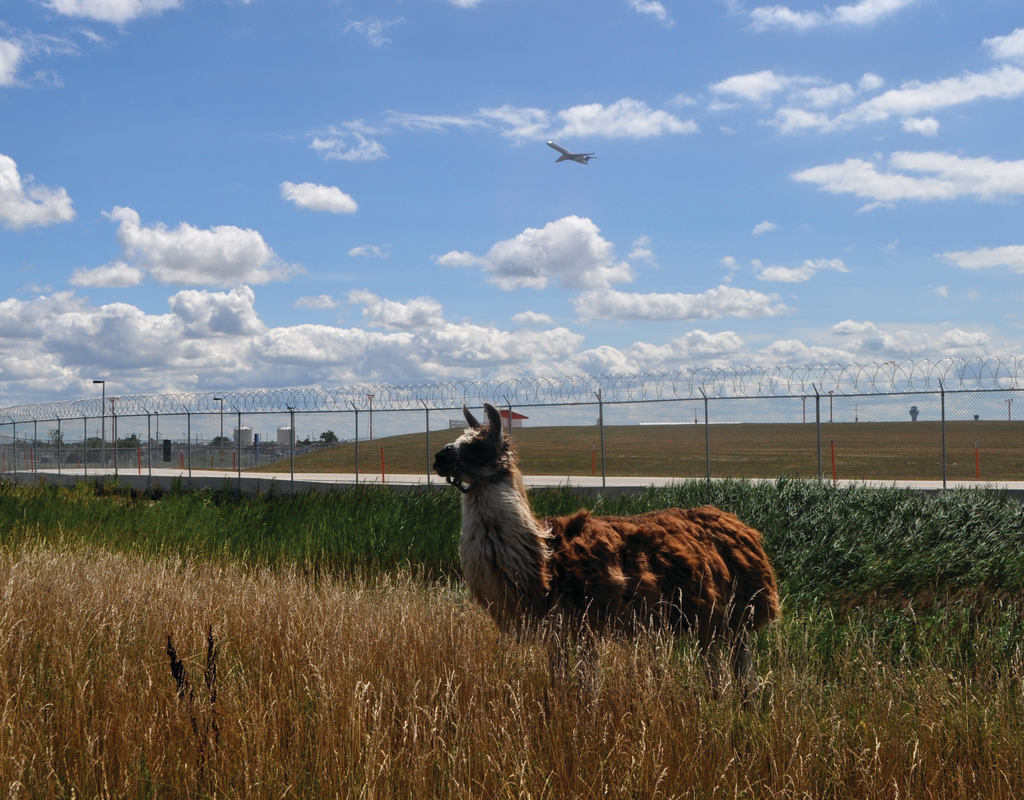 The Chicago Department of Aviation has new employees&mdash;goats, sheep and lamas. The animals clear out vegetation in hard-to-reach and rocky areas that cannot be mowed.