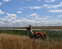 The Chicago Department of Aviation has new employees—goats, sheep and lamas. The animals clear out vegetation in hard-to-reach and rocky areas that cannot be mowed. The Chicago Department of Aviation has new employees—goats, sheep and lamas. The animals clear out vegetation in hard-to-reach and rocky areas that cannot be mowed.