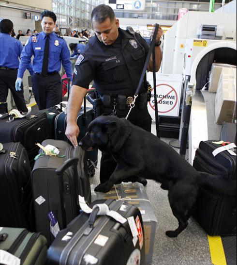 Lax Dogx Large 11286078