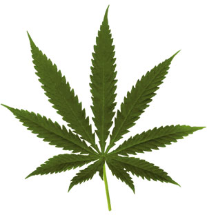 Blog Marijuana Leaf 11288618