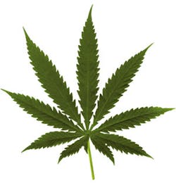 Blog Marijuana Leaf