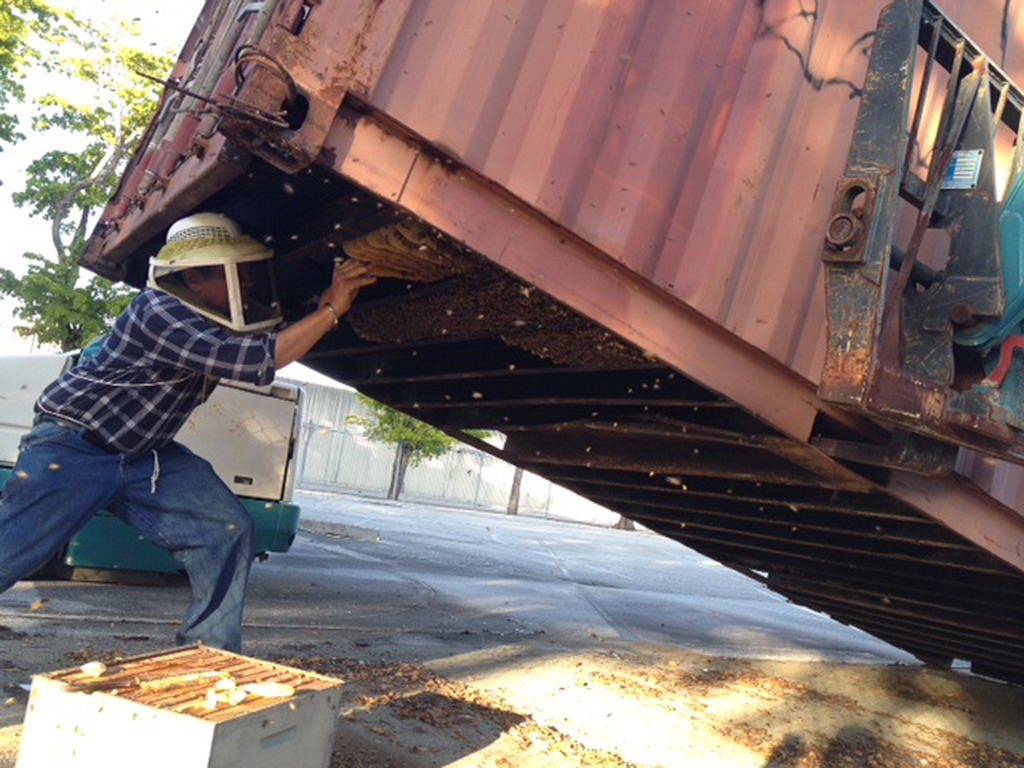 A forklift helps the beekeeper access the beehive located on the underside of the construction storage container at Miami International Airport.