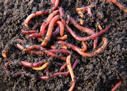 Red Wigglers In Compost 537x38 11291419 Red Wigglers In Compost 537x38 11291419