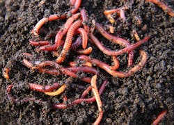 Red Wigglers In Compost 537x387
