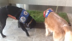 Jello And Crickett 11417813 Jello And Crickett 11417813