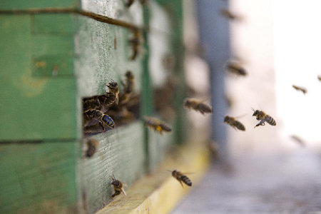 Ohare Airport Apiary Bees 11565088