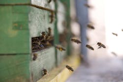 Ohare Airport Apiary Bees 11565088 Ohare Airport Apiary Bees 11565088