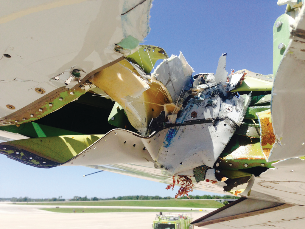 Broken Wing Crowley 11694446 jpeg