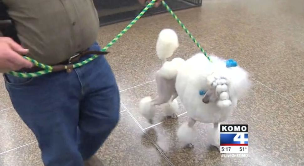 Owners were given a choice of flying home without their dogs or waiting for a flight the next day.