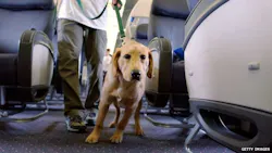 California-based Canine Companions for Independence, a non-profit organisation that provides highly trained assistance dogs for people with disabilities, says 'service dog fraud' is making it more and more difficult for genuine owners to be taken seriously. California-based Canine Companions for Independence, a non-profit organisation that provides highly trained assistance dogs for people with disabilities, says 'service dog fraud' is making it more and more difficult for genuine owners to be taken seriously.