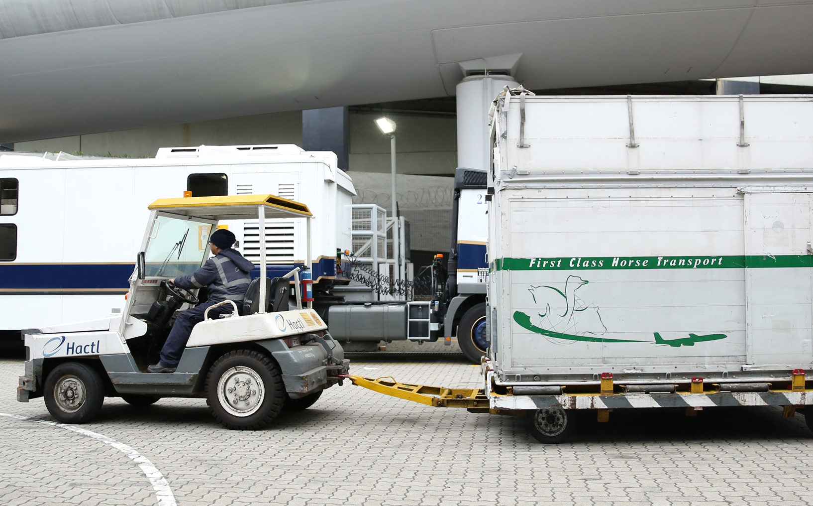 hactl horse 2 56c5e05aebffe