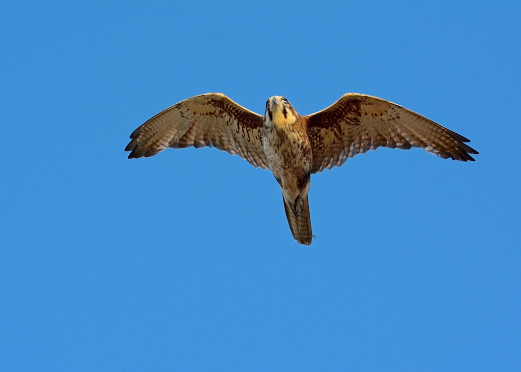 11446048225 Ae843354d3 O 5721318930493