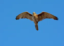 11446048225 Ae843354d3 O 5721318930493 11446048225 Ae843354d3 O 5721318930493