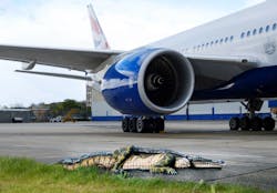 The painted alligator at Gatwick Airport. The painted alligator at Gatwick Airport.