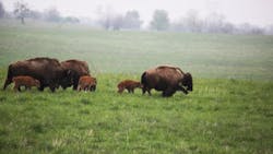 Bison at Midewin National Tallgrass Prairie in April 2016. Bison at Midewin National Tallgrass Prairie in April 2016.