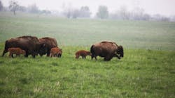 Bison at Midewin National Tallgrass Prairie in April 2016.