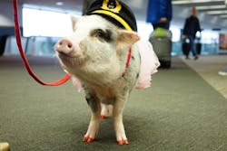 LiLou is the first known airport therapy pig in the United States. LiLou is the first known airport therapy pig in the United States.