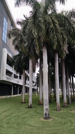 Exterior landscaping at the Cypress Garage Exterior landscaping at the Cypress Garage