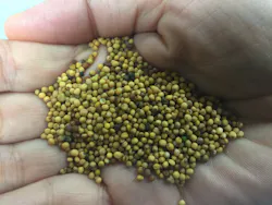 Canadian-made yellow Carinata mustard seed to be grown by Australia farmers for bio-fuel production (CNW Group/Agrisoma Biosciences Inc.) Canadian-made yellow Carinata mustard seed to be grown by Australia farmers for bio-fuel production (CNW Group/Agrisoma Biosciences Inc.)