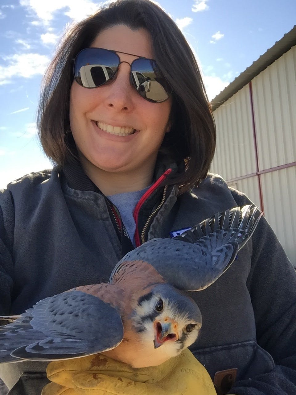 Airports provide a strong food source for American kestrels, so researchers are trying to find ways to deter them from using airfields as hunting grounds.