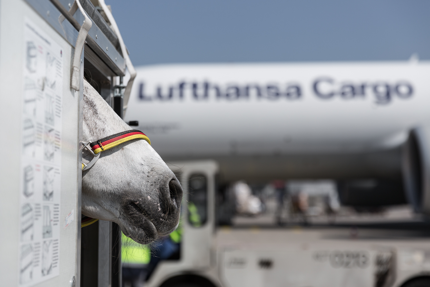 Horse In Front Of Lufthansa Cargo Boeing 777 Freighter 5ba4f428d6d3b