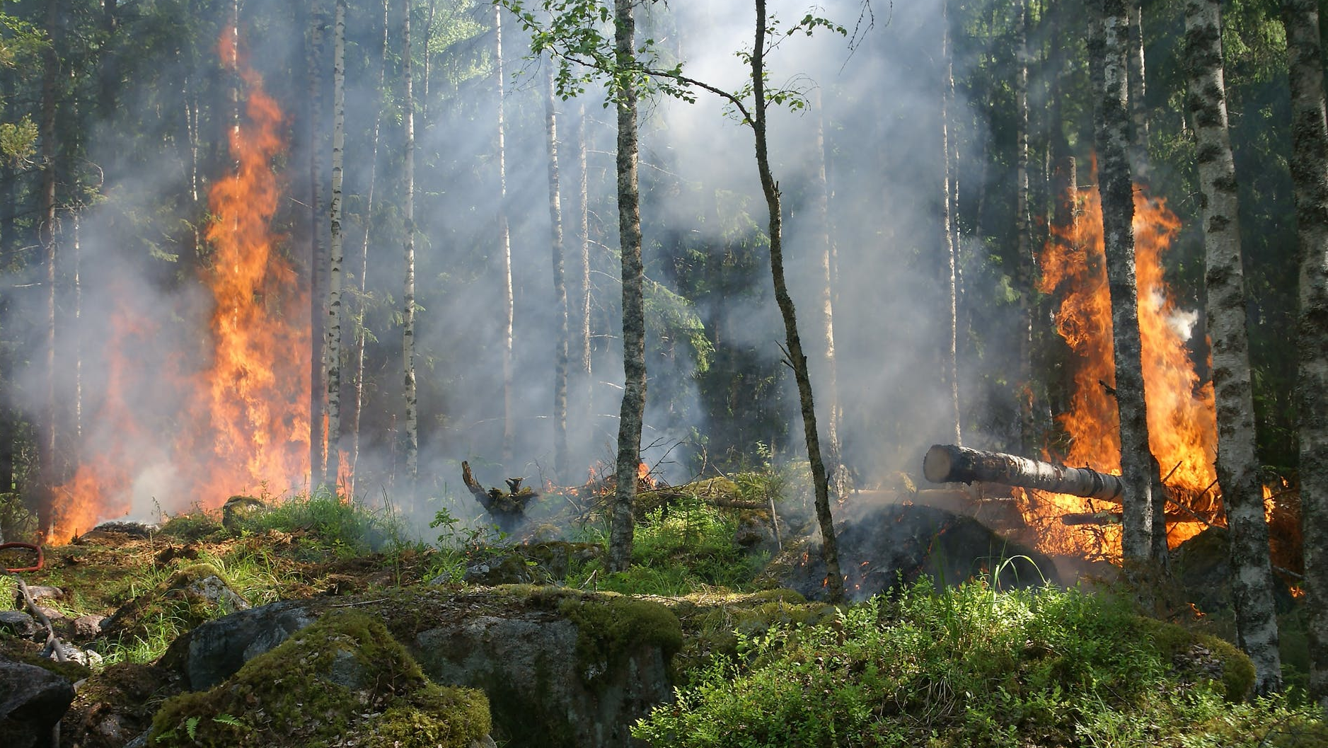 Forest Fire Fire Smoke Conservation 51951
