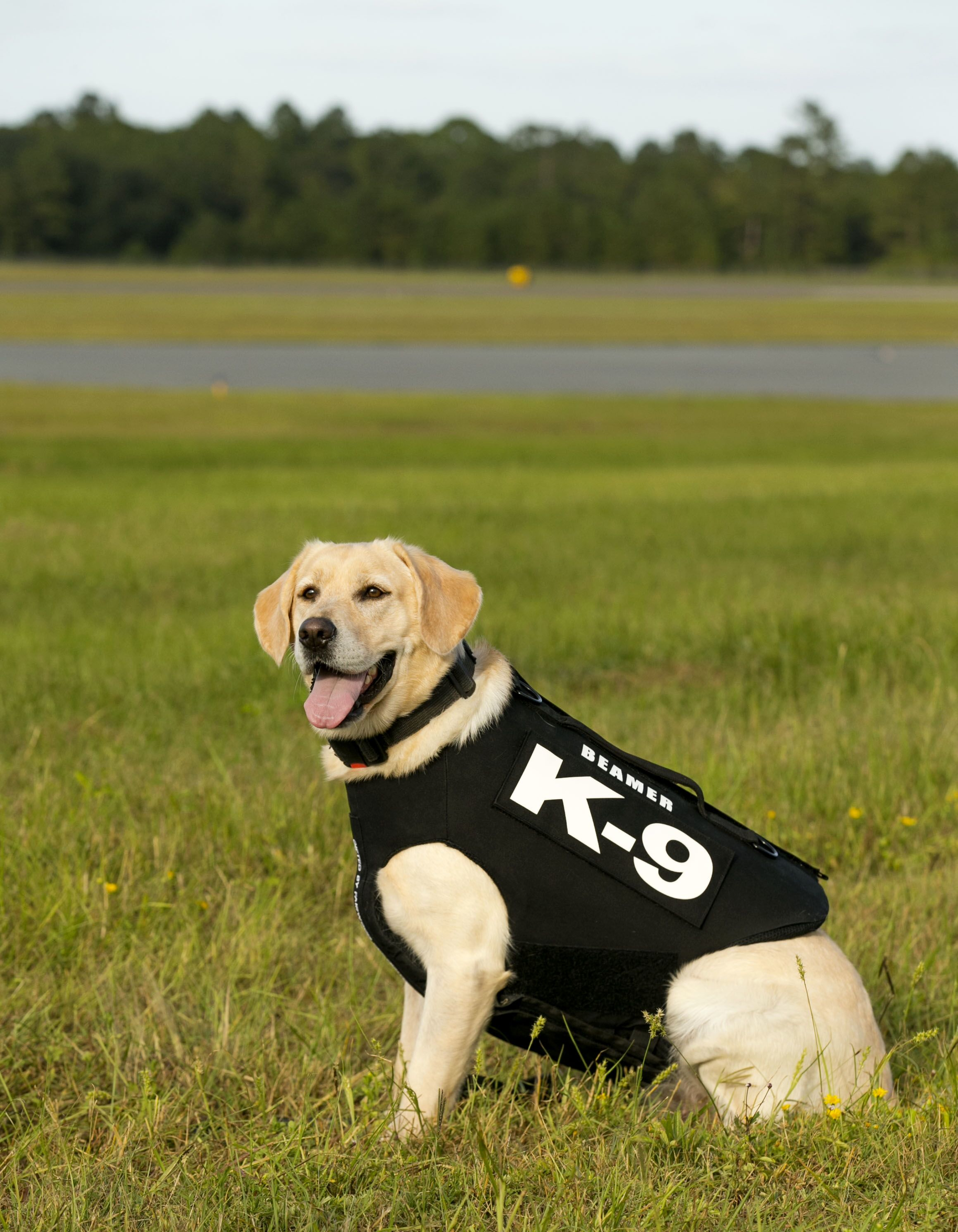 Beamer In Field In New Vest