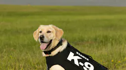 Beamer In Field In New Vest