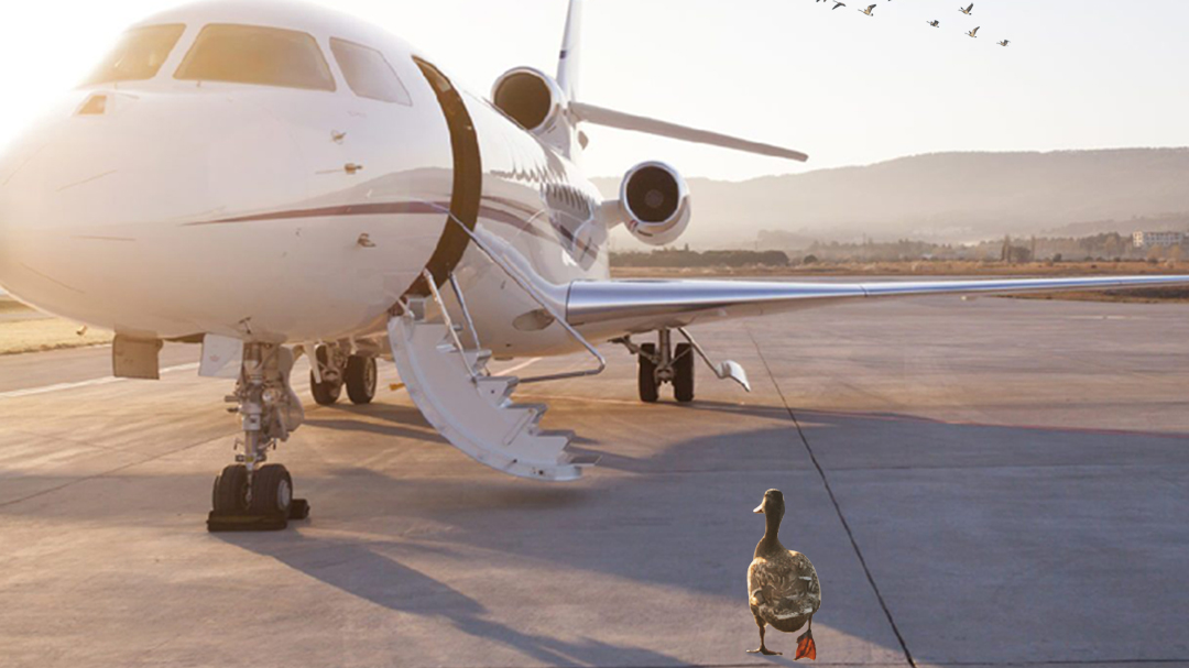 Photo Caption Vertis Gets Its Ducks In A Row For Carbon Offsetting With The Launch Of Va Footprints 5e57e42cdbd12