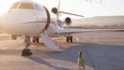 Photo Caption Vertis Gets Its Ducks In A Row For Carbon Offsetting With The Launch Of Va Footprints 5e57e42cdbd12 Photo Caption Vertis Gets Its Ducks In A Row For Carbon Offsetting With The Launch Of Va Footprints 5e57e42cdbd12