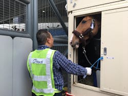 Hactl Horse Handling Service 5e7dfd99665a7 Hactl Horse Handling Service 5e7dfd99665a7