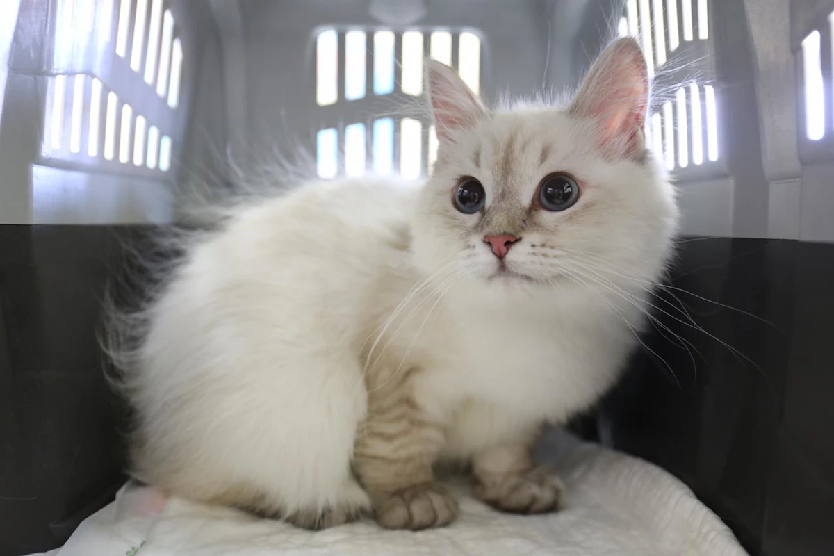 Airbridgecargo Airlines Delivers 54 Cats And 25 Dogs To Their New Homes Aviation Pros