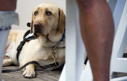 Under a new federal rule announced Wednesday, emotional support animals will no longer receive special access to airplane cabins. Under a new federal rule announced Wednesday, emotional support animals will no longer receive special access to airplane cabins.