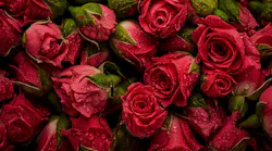 Qatar Airways Cargo Valentine's Day 21 Flowers