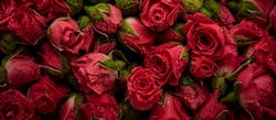 Qatar Airways Cargo Valentine S Day 21 Flowers 602bf83832ccc Qatar Airways Cargo Valentine S Day 21 Flowers 602bf83832ccc