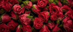 Qatar Airways Cargo Valentine&apos;s Day 21 Flowers