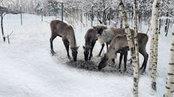 Air Bridge Cargo Airlines Guarantees Safe Delivery Of Reindeer For Wuppertal Zoo In Germany