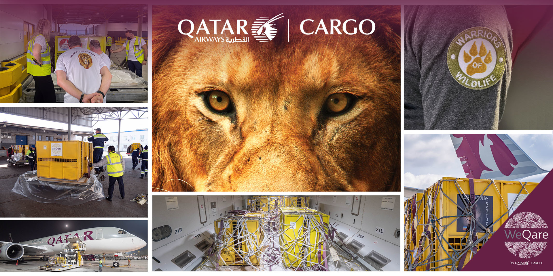Qr Cargo Lions