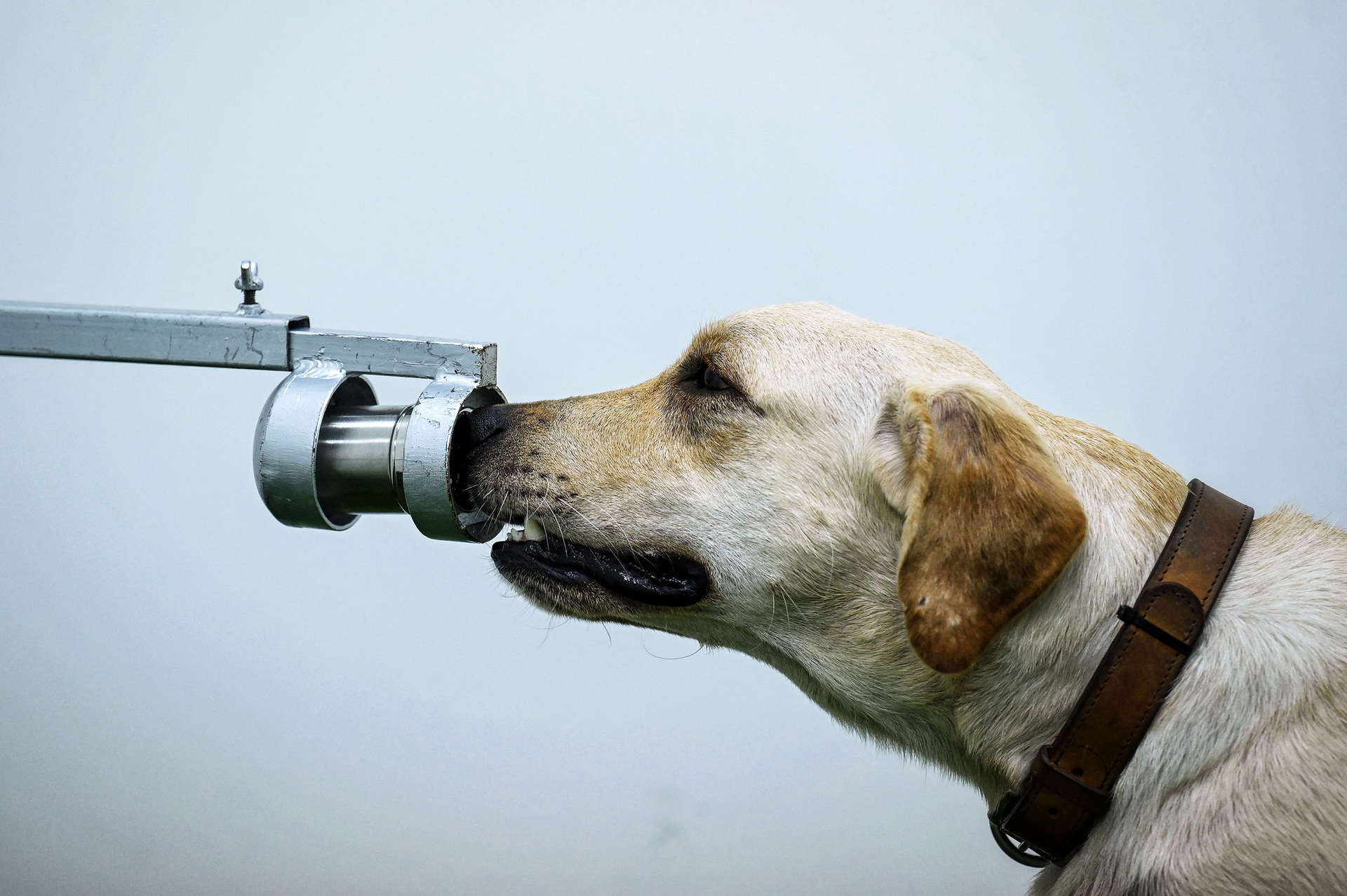 Bobby the K9 retriever dog sniffs sweat samples in a test to detect the COVID-19 coronavirus through volatile organic compounds at the Faculty of Veterinary Science at Chulalongkorn University in Bangkok on May 21, 2021.