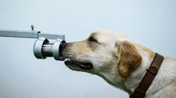 Bobby the K9 retriever dog sniffs sweat samples in a test to detect the COVID-19 coronavirus through volatile organic compounds at the Faculty of Veterinary Science at Chulalongkorn University in Bangkok on May 21, 2021.