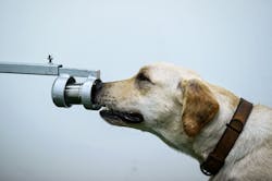 Bobby the K9 retriever dog sniffs sweat samples in a test to detect the COVID-19 coronavirus through volatile organic compounds at the Faculty of Veterinary Science at Chulalongkorn University in Bangkok on May 21, 2021. Bobby the K9 retriever dog sniffs sweat samples in a test to detect the COVID-19 coronavirus through volatile organic compounds at the Faculty of Veterinary Science at Chulalongkorn University in Bangkok on May 21, 2021.
