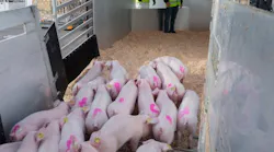 Pigs