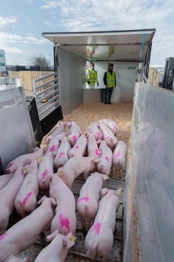 Pigs 609296cb2964b Pigs 609296cb2964b