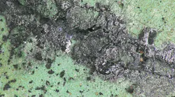 Fretting corrosion.