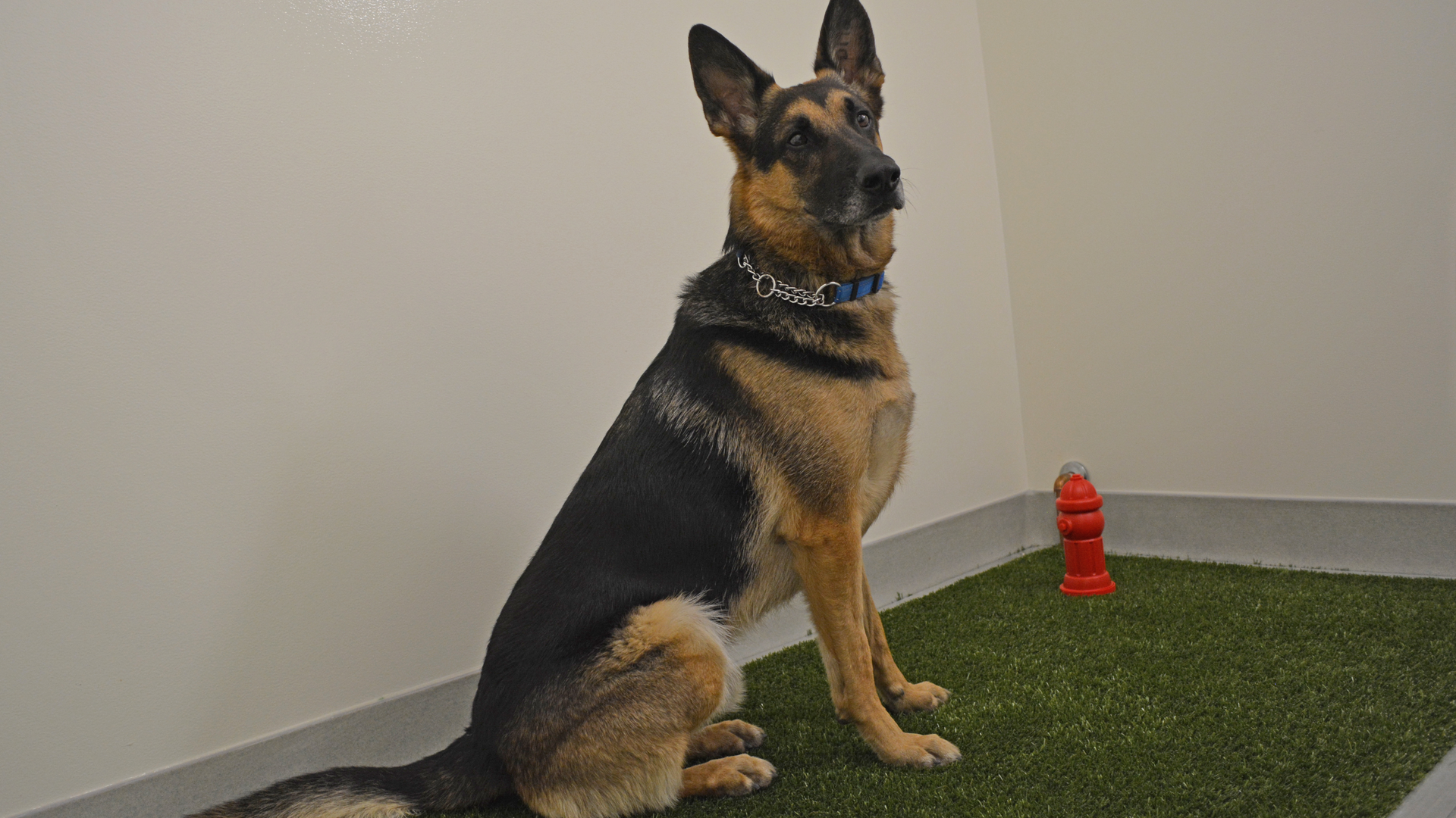 A service animal relief area (shown here) and lactation room are both required by the FAA for medium hub airports, which the Boise Airport will become later this year.